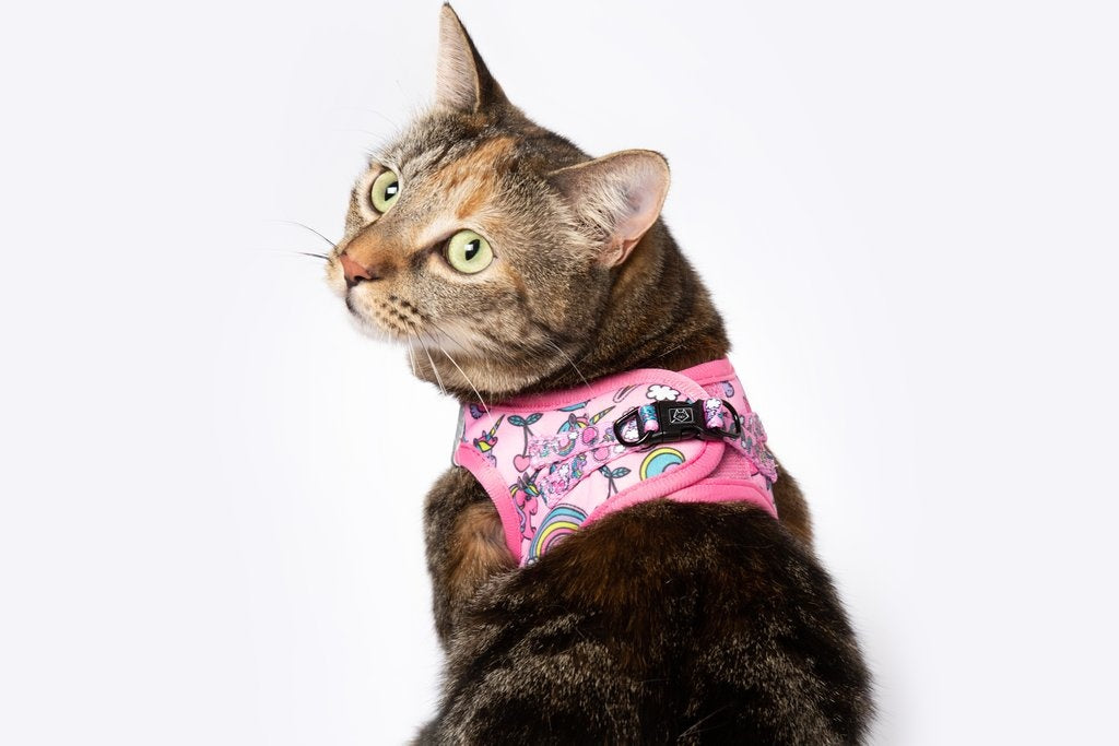 Little Kitty Cat Harness Meow-Gical ( M ) - Premium Kattentuig > kattenharnas from Little Kitty - Just €19.99! Shop now at Frenkiezdogshop