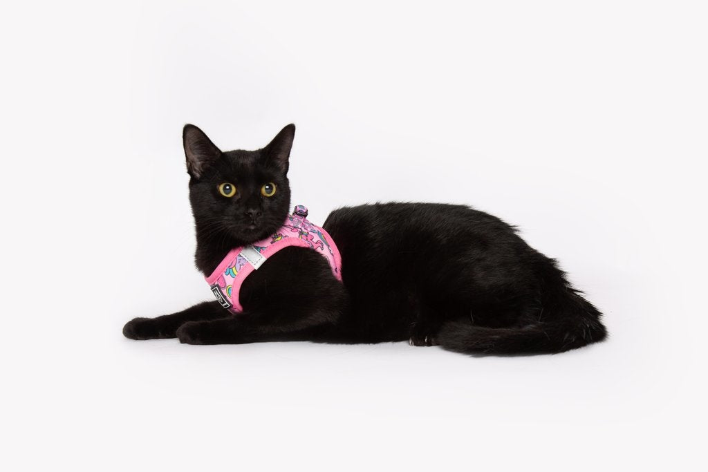 Little Kitty Cat Harness Meow-Gical ( M ) - Premium Kattentuig > kattenharnas from Little Kitty - Just €19.99! Shop now at Frenkiezdogshop