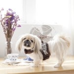 Pinkaholic Leo Pug Pinka Harness Brown hondentuig > honden harnas > model B Small