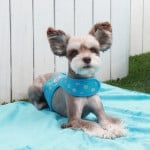 Pinkaholic Chic Pinka Harness Blue hondentuig > honden harnas > model B Small