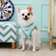 Pinkaholic Harness Cara Aqua ( M & L ) - Premium hondentuig > honden harnas from Pinkaholic - Just €22.99! Shop now at Frenkiezdogshop