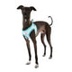 Pinkaholic Cara Vest Harness Aqua - Premium hondentuig > honden harnas from Pinkaholic - Just €22.99! Shop now at Frenkiezdogshop