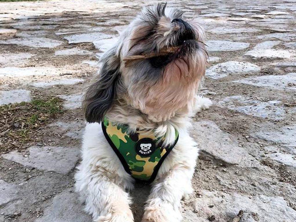 Dukier Reversible Harness Camo - Premium hondentuig > honden harnas from Dukier - Just €23.99! Shop now at Frenkiezdogshop