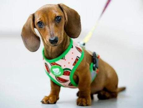 Dukier Reversible Harness watermelon hondentuig > honden harnas > model A Large