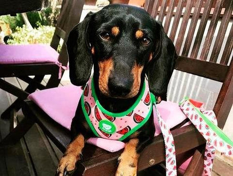 Dukier Reversible Harness watermelon hondentuig > honden harnas > model A Large
