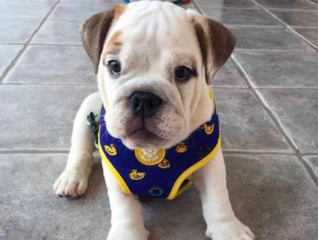 Dukier Reversible Harness ducks hondentuig > honden harnas > model A X - Small