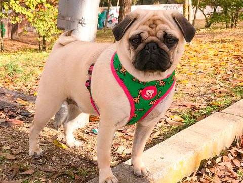 Dukier Reversible Harness Savana - Premium hondentuig > honden harnas from Dukier - Just €26.99! Shop now at Frenkiezdogshop