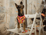 Dukier Reversible Harness Cupcakes - Premium hondentuig > honden harnas from Dukier - Just €24.99! Shop now at Frenkiezdogshop