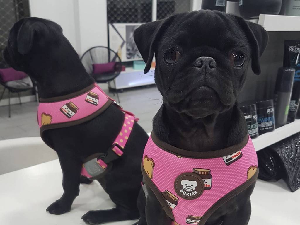 Dukier Reversible Harness Dogtella - Premium hondentuig > honden harnas from Dukier - Just €24.99! Shop now at Frenkiezdogshop