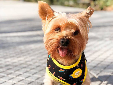 Dukier Reversible Harness Space - Premium hondentuig > honden harnas from Dukier - Just €22.99! Shop now at Frenkiezdogshop