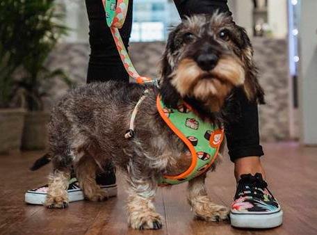 Dukier Reversible Harness Sushi - Premium hondentuig > honden harnas from Dukier - Just €23.99! Shop now at Frenkiezdogshop