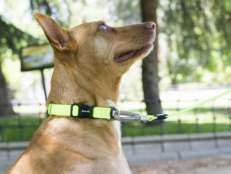 Dukier halsband collar Neon - Premium halsband > hondenhalsband from Dukier - Just €17.99! Shop now at Frenkiezdogshop