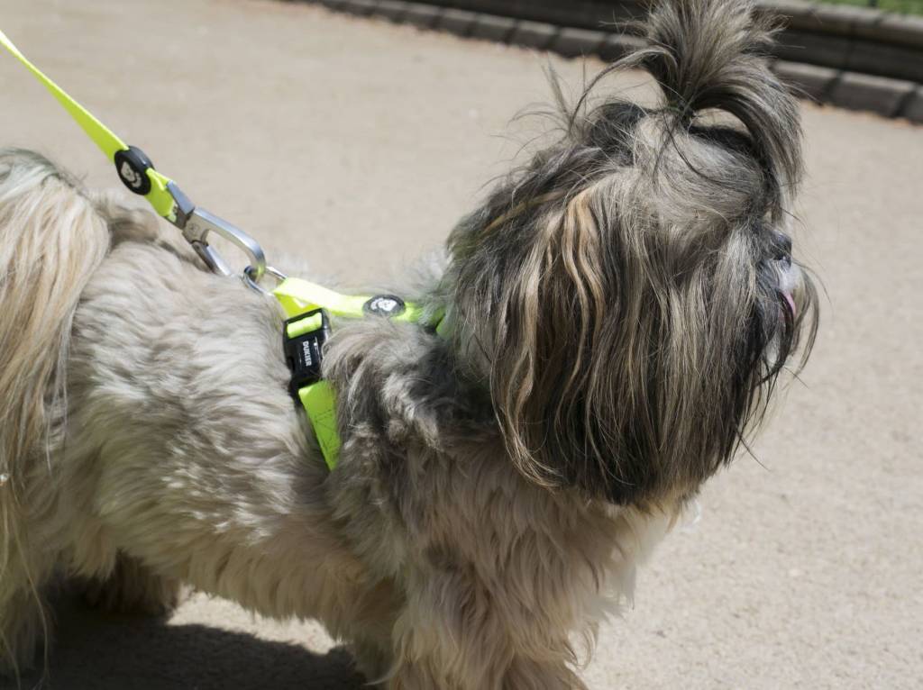 Dukier Classic Harness Neon - Premium hondentuig > honden harnas from Dukier - Just €22.99! Shop now at Frenkiezdogshop