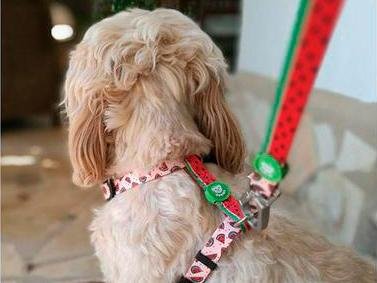 Dukier Classic Harness watermelon ( ALLEEN LARGE ) - Premium hondentuig > honden harnas from Dukier - Just €22.99! Shop now at Frenkiezdogshop