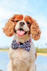 Big and Little Dogs Halsband Tropical Paradise - Premium halsband > hondenhalsband from Big and Little Dogs - Just €15.99! Shop now at Frenkiezdogshop