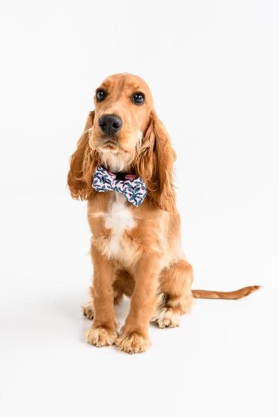 Big and Little Dogs Halsband Tropical Paradise halsband > hondenhalsband X - Small