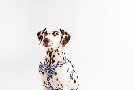 Big and Little Dogs Strap Harness Tropical Paradise ( ALLEEN LARGE ) hondentuig > honden harnas > overige modellen Medium