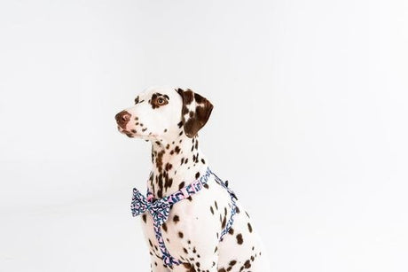 Big and Little Dogs Strap Harness Tropical Paradise ( ALLEEN LARGE ) hondentuig > honden harnas > overige modellen Medium