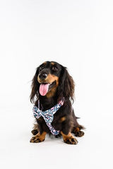 Big and Little Dogs Strap Harness Tropical Paradise ( ALLEEN LARGE ) - Premium hondentuig > honden harnas from Big and Little Dogs - Just €19.99! Shop now at Frenkiezdogshop