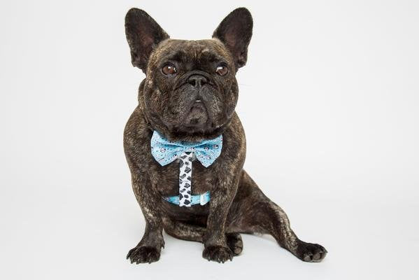 Big and Little Dogs Strap Harness Udderly Irresistible ( LARGE ) - Premium hondentuig > honden harnas from Big and Little Dogs - Just €19.99! Shop now at Frenkiezdogshop