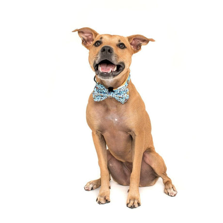 Big and Little Dogs Halsband Under Construction ( MEDIUM ) halsband > hondenhalsband Small