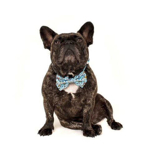 Big and Little Dogs Halsband Under Construction ( MEDIUM ) halsband > hondenhalsband Small