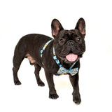 Big and Little Dogs Strap Harness Under Construction (ALLEEN LARGE) - Premium hondentuig > honden harnas from Big and Little Dogs - Just €19.99! Shop now at Frenkiezdogshop