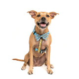 Big and Little Dogs Strap Harness Under Construction (ALLEEN LARGE) - Premium hondentuig > honden harnas from Big and Little Dogs - Just €19.99! Shop now at Frenkiezdogshop