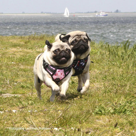 Frenkiez reflective no pull lockable dog harness printing pink XL hondentuig > honden harnas > Y tuigen X - Small